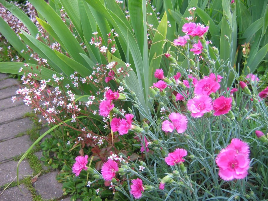 Гвоздика перистая Плеяда