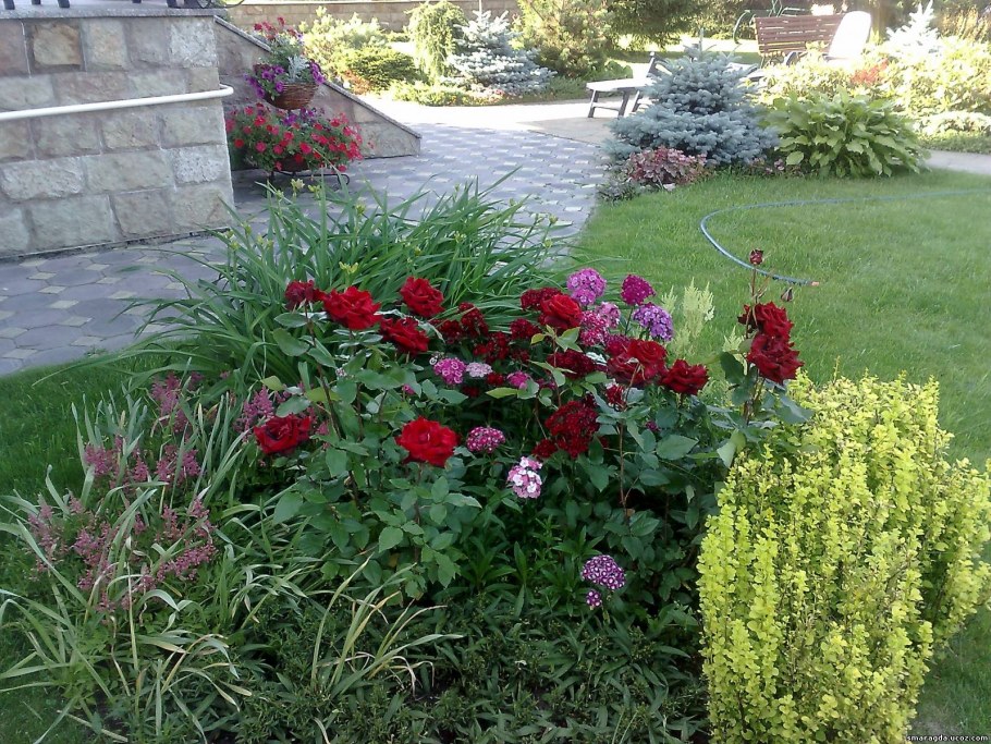 Многолетники розовые для клумбы