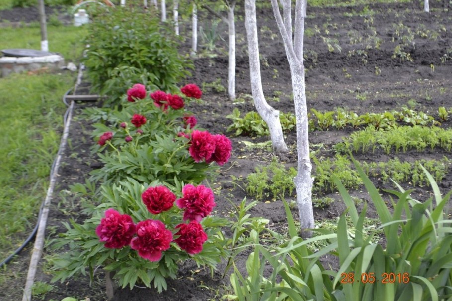 Пион древовидный Весенняя Ива