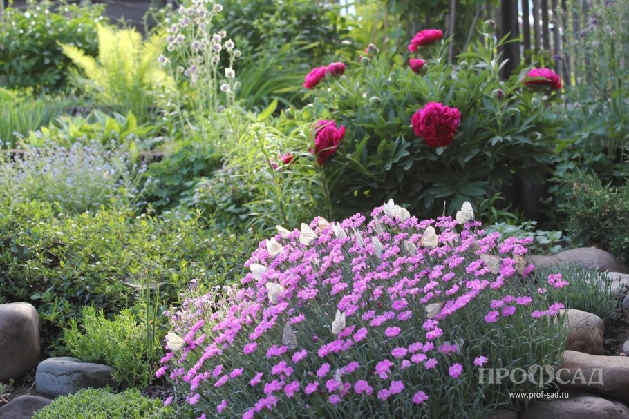 Гвоздика Шабо травянка