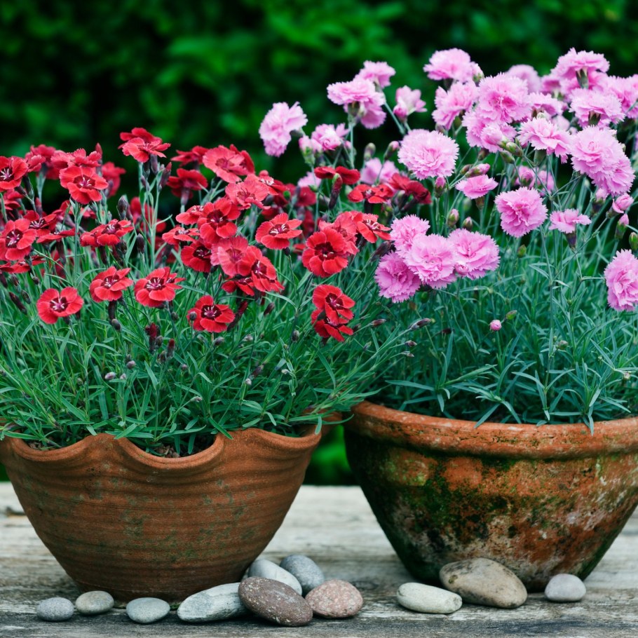 Гвоздика Шабо однолетник