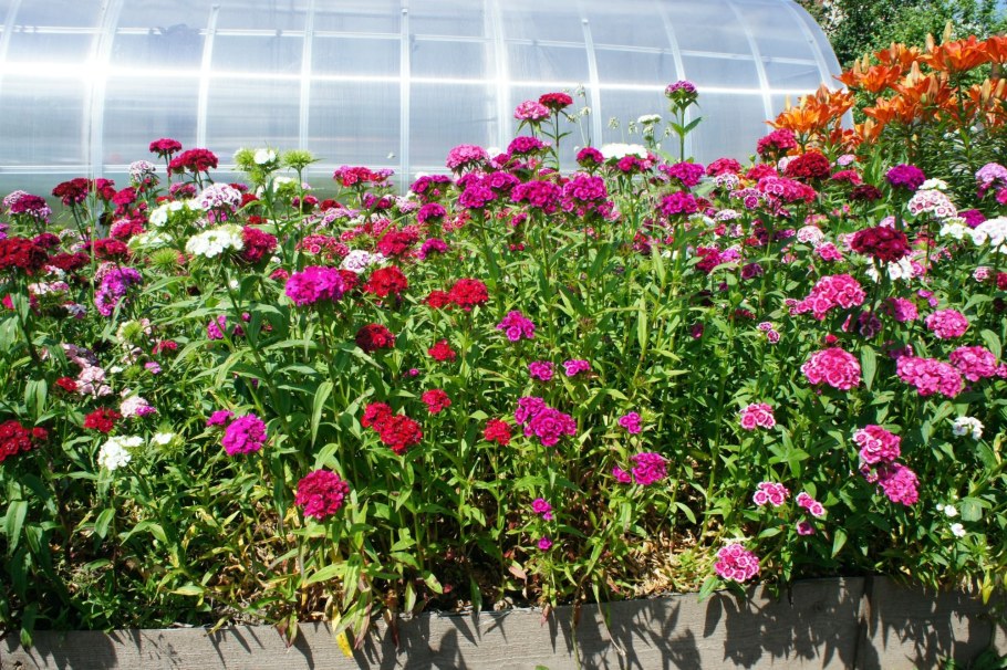 Турецкая гвоздика бордюрная