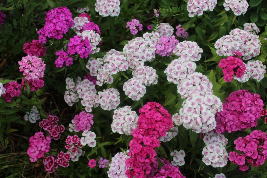 Гвоздика турецкая Адажио