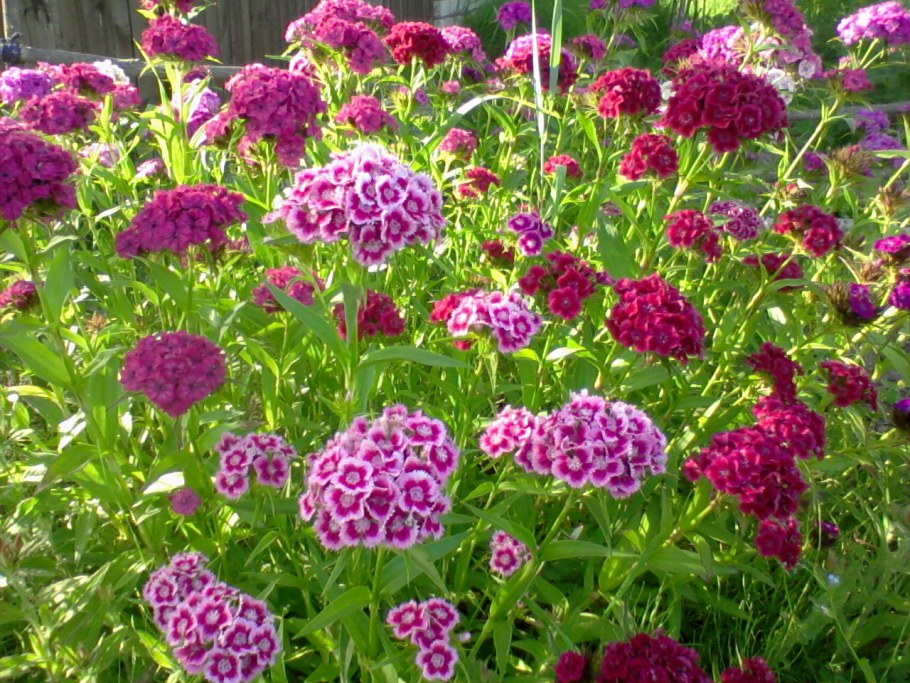 Гвоздика турецкая клумбовые растения