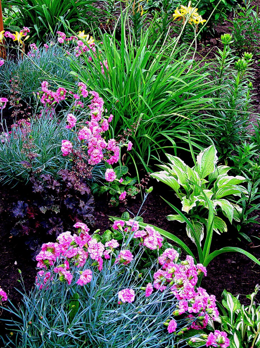 Цветник лилейник Флоксы хосты