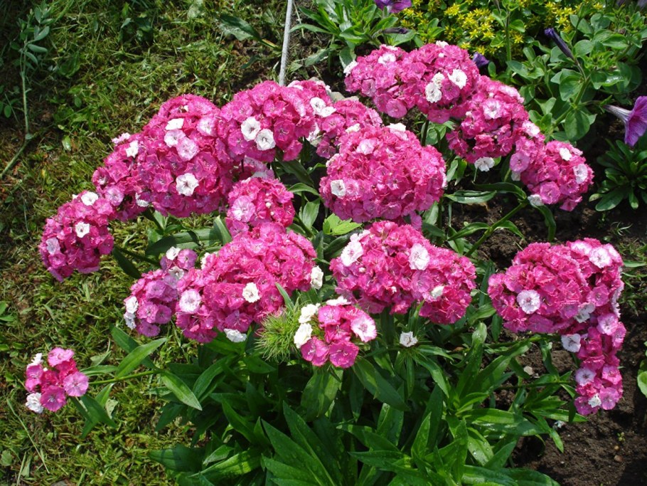 Турецкая гвоздика на клумбе