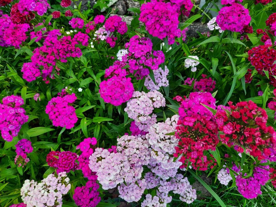 Гвоздика турецкая Династия