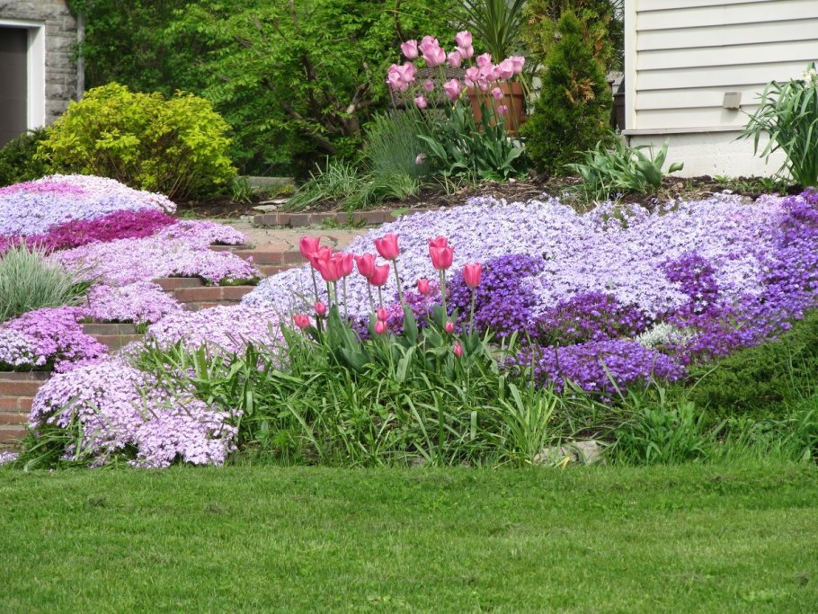 Флокс шиловидный рокарий