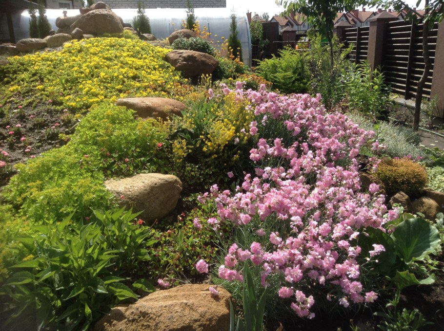 Гвоздика почвопокровные многолетники