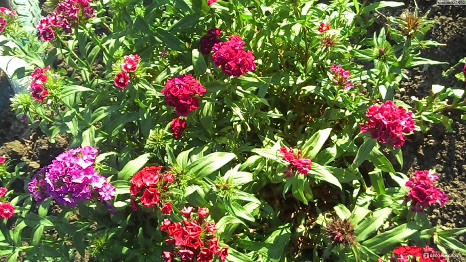 Турецкая гвоздика на клумбе