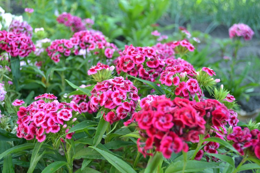 Гвоздика турецкая Барбарини