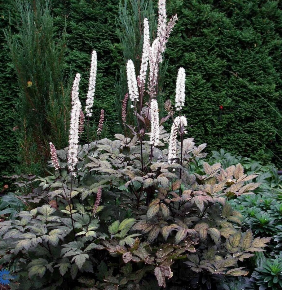 Клопогон кистевидный