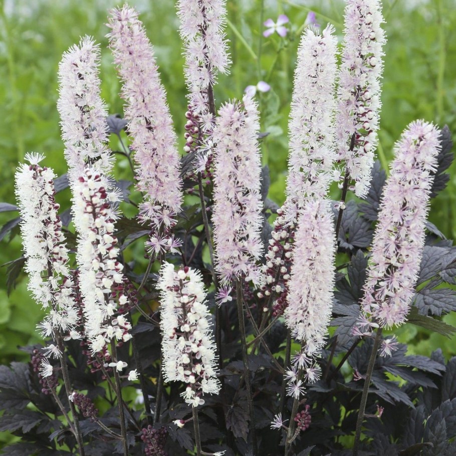 Клопогон Цимицифуга