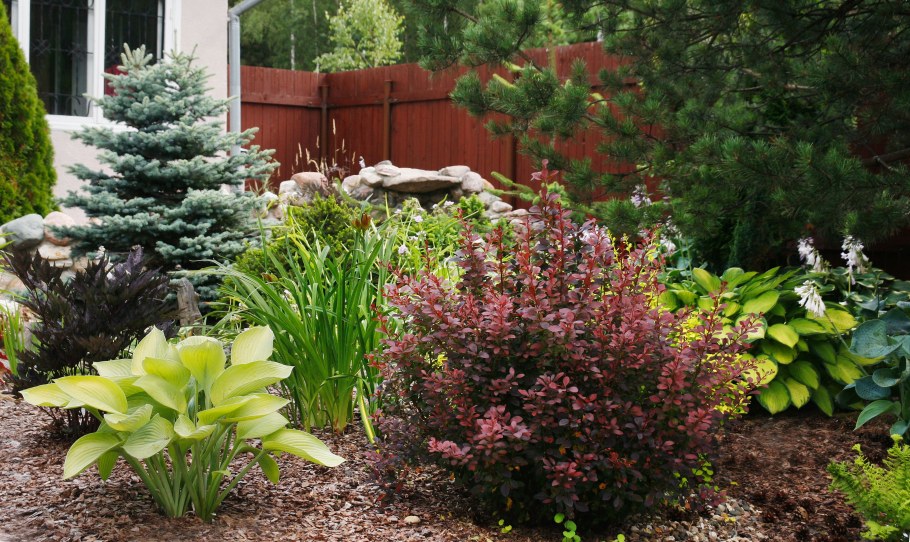 Барбарис Адмирейшн миксбордер