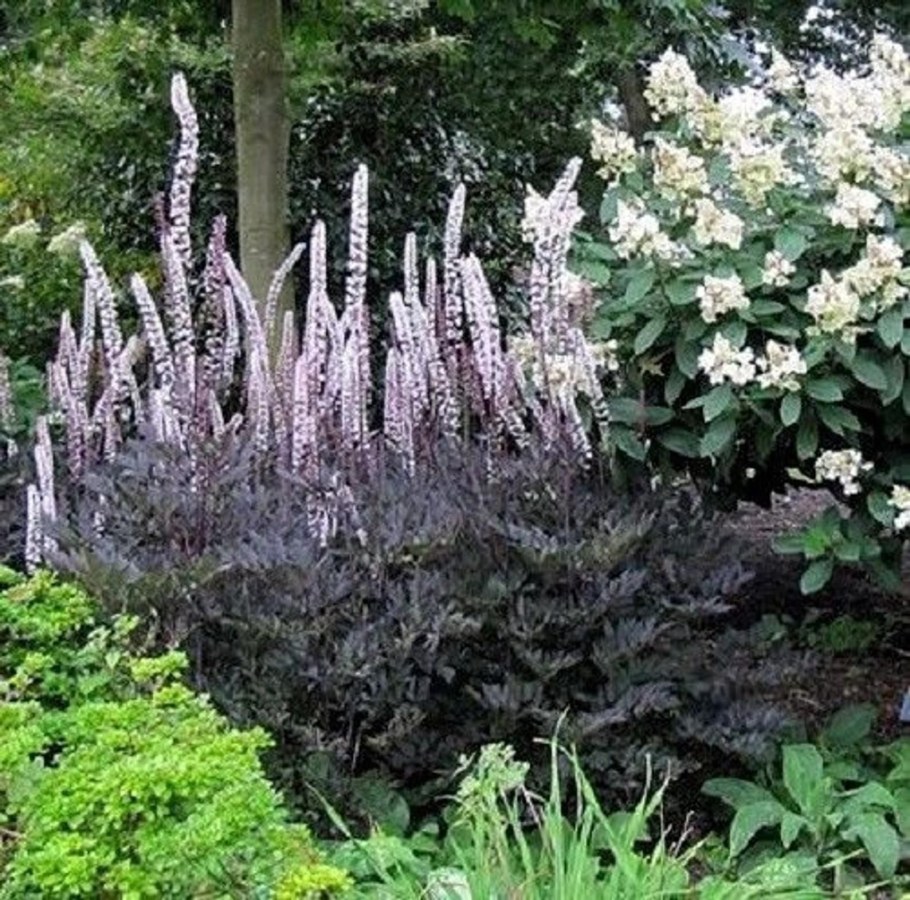 Клопогон ветвистый Atropurpurea