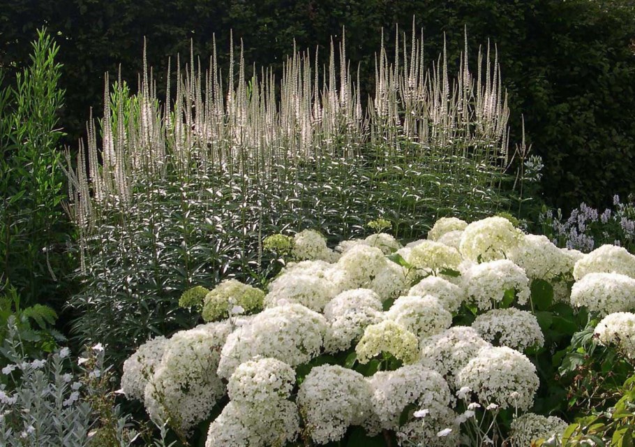 Очиток Вейник гортензия