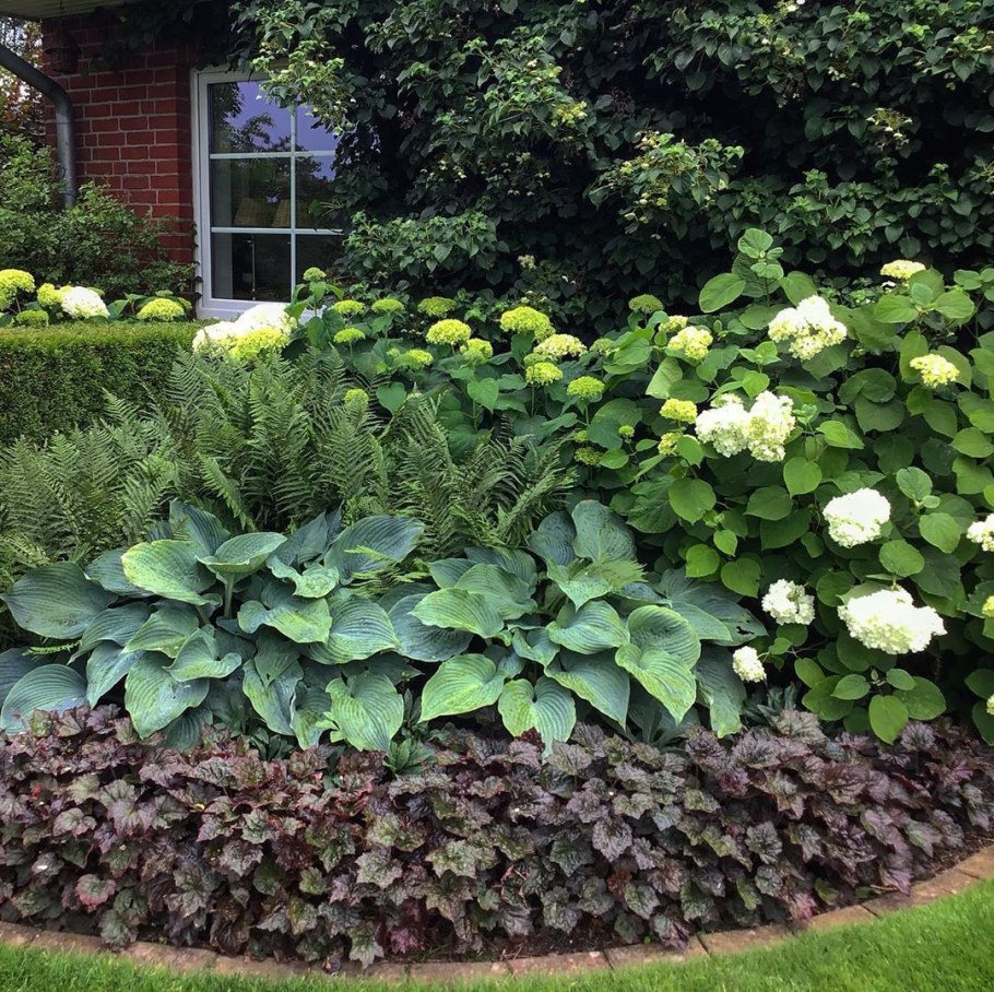 Хосты, гейхеры, гортензии