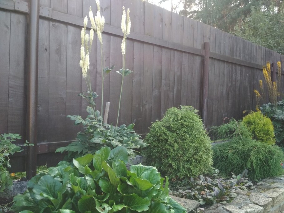 Клопогон на клумбе