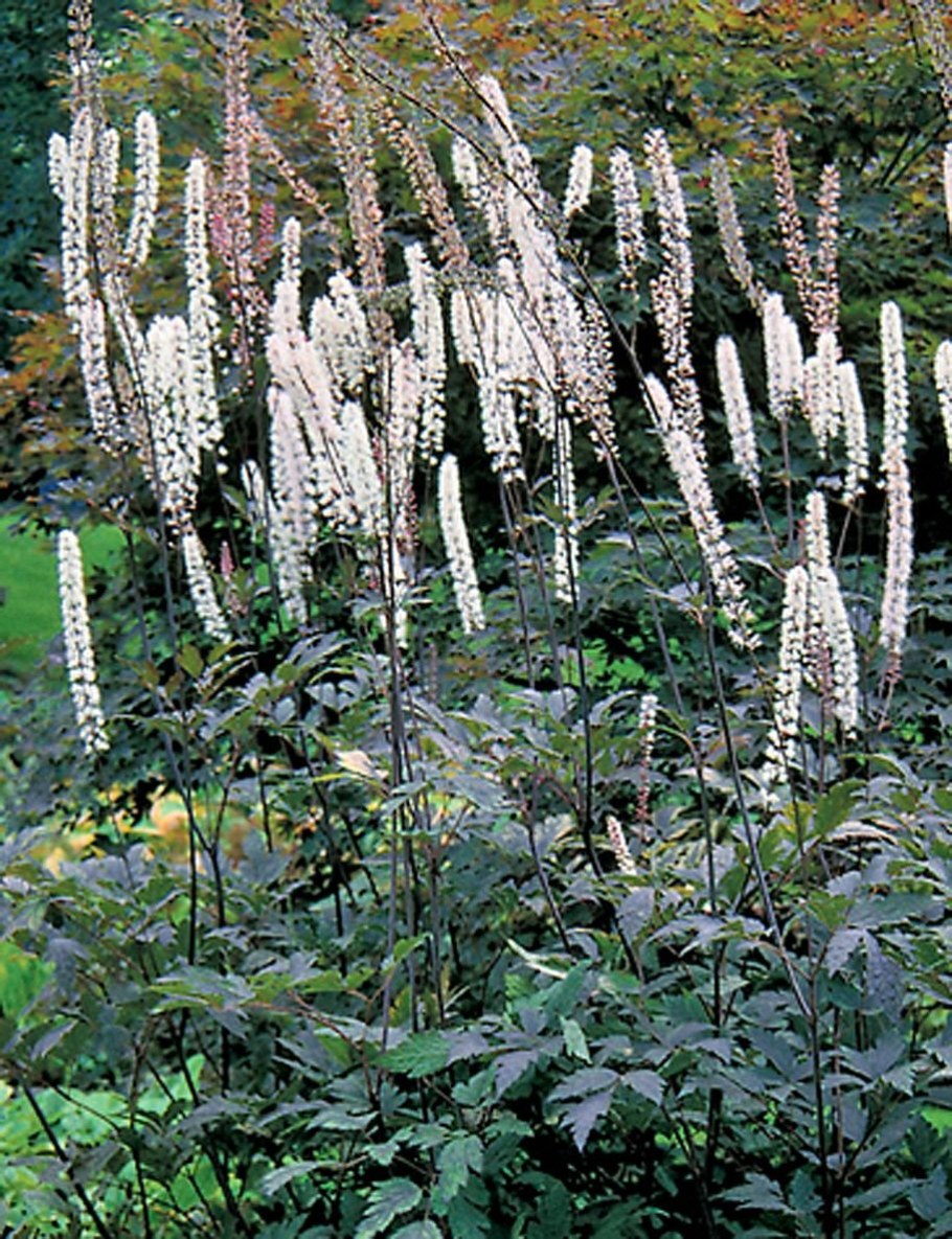 Клопогон Хиллсайд Блэк