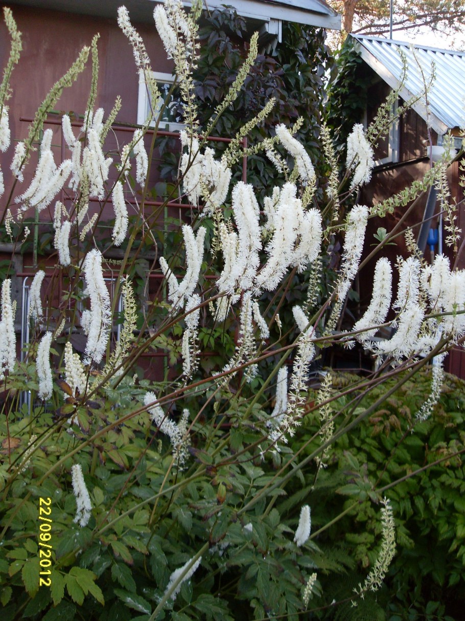 Клопогон семена