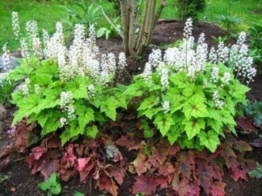 Тиарелла старберст