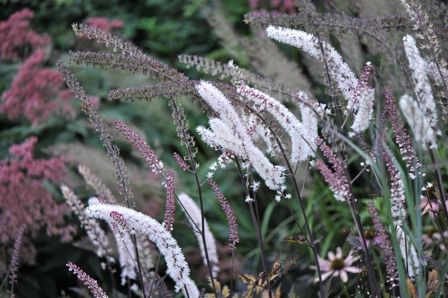 Клопогон кистевидный Цимицифуга