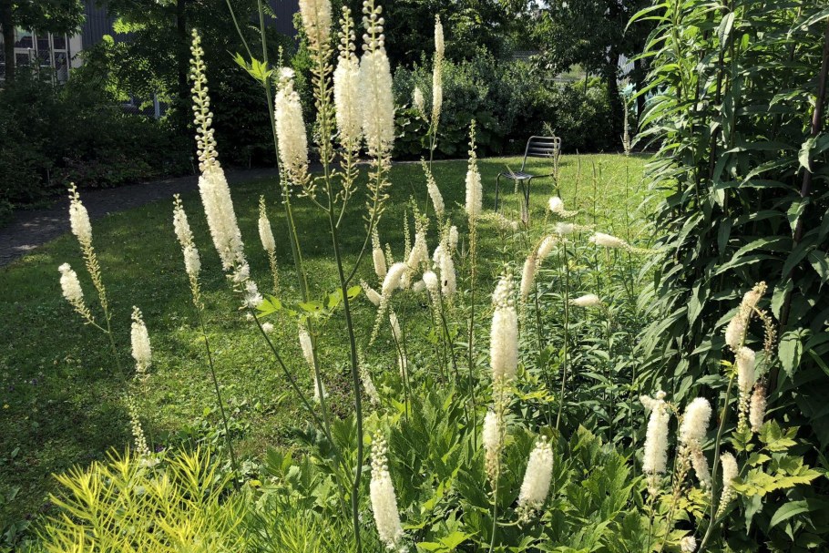 Клопогон Хиллсайд Блэк Бьюти