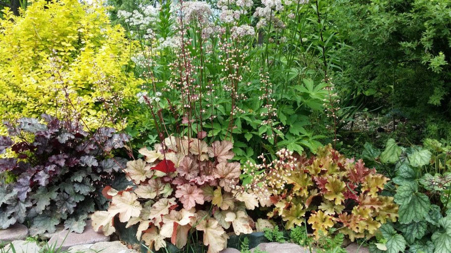 Клумба Хоста астильба гейхера