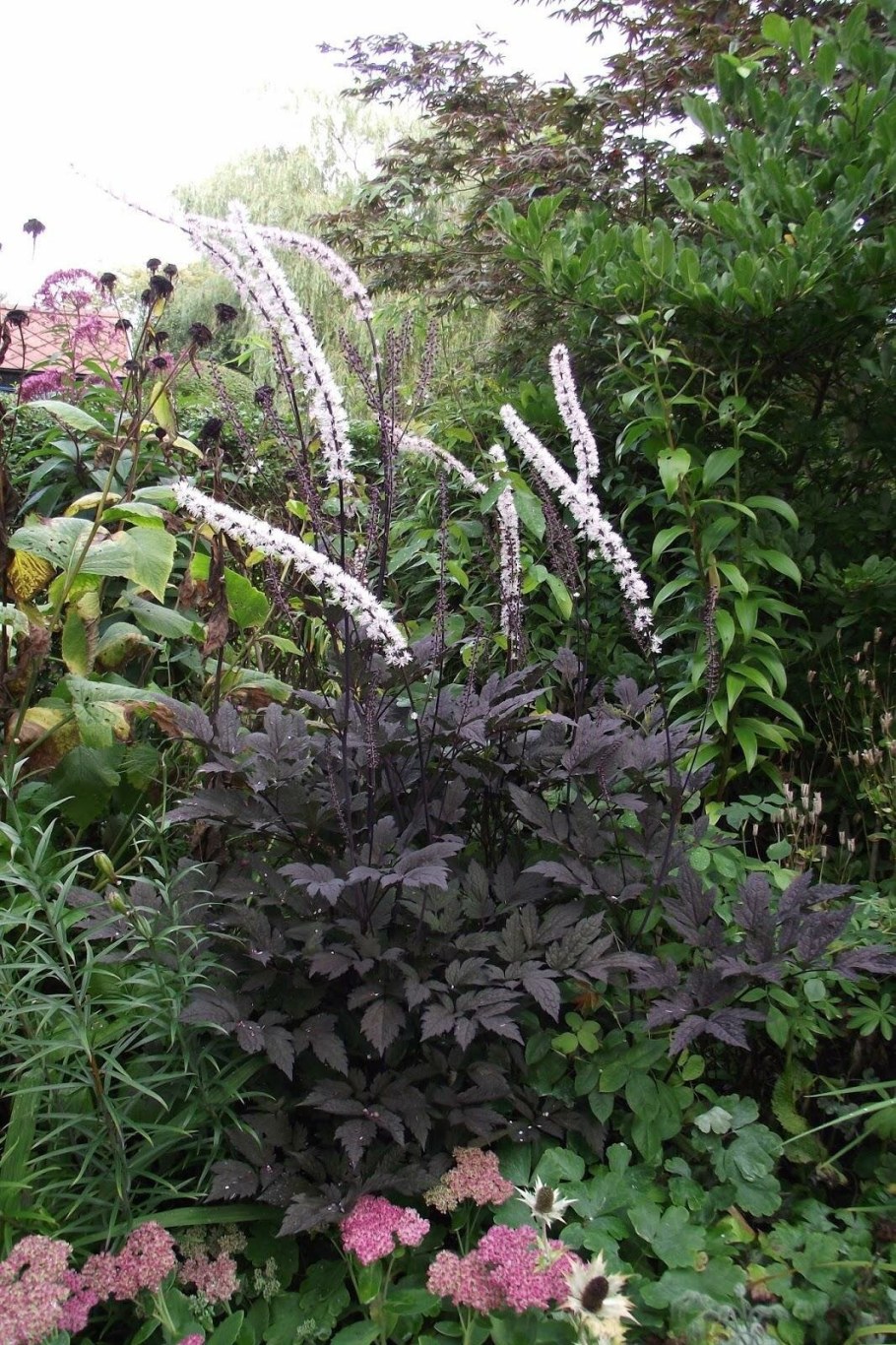 Клопогон ветвистый Atropurpurea