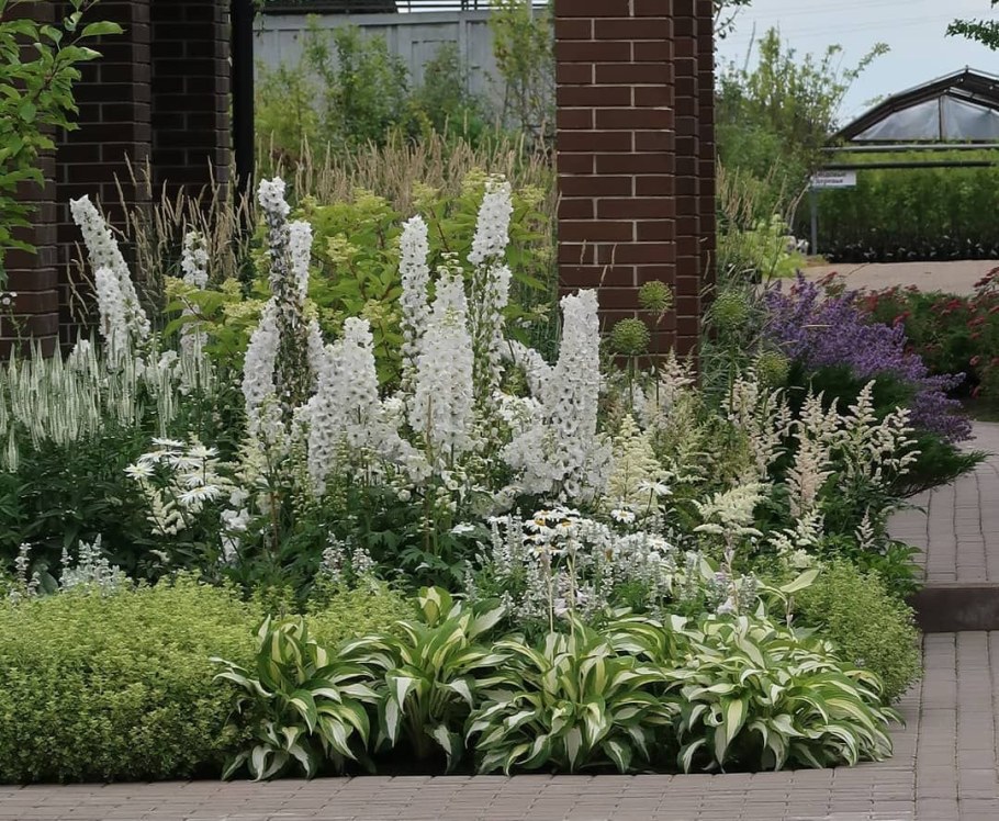 Миксбордер с дельфиниумом