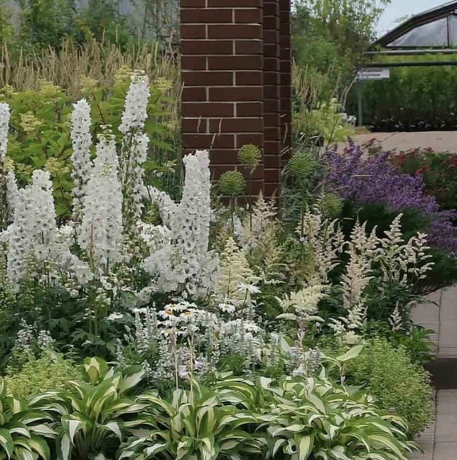 Физостегия виргинская и гортензия