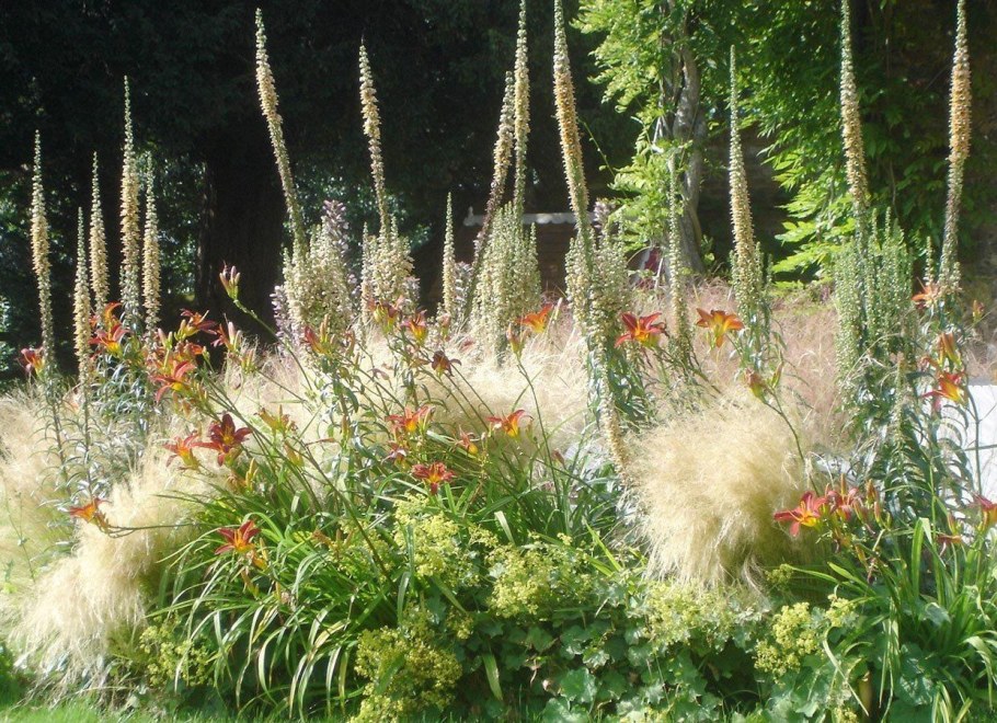 Клопогон на клумбе