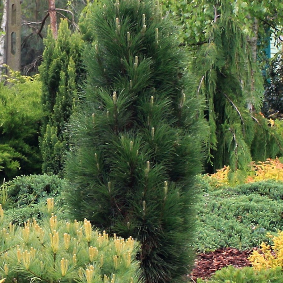 Сосна Грин рокет