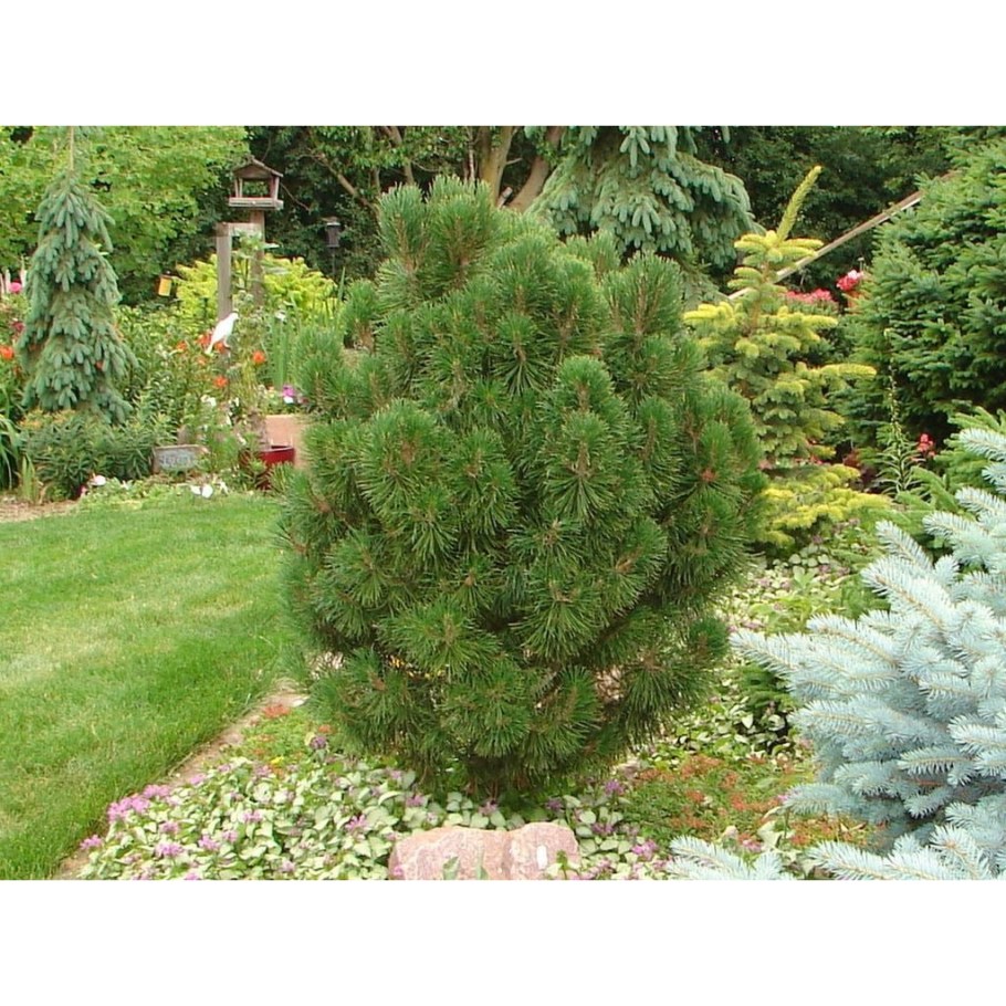 Сосна Муго Гном