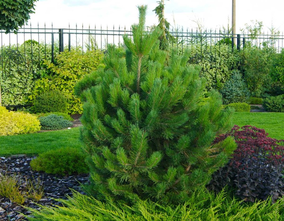 Сосна Горная Мугус