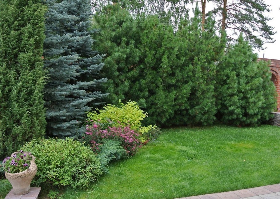 Тис пихта Кипарис