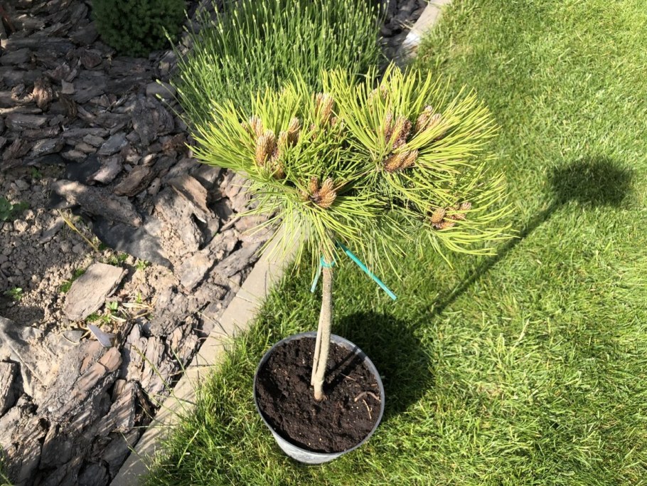 Сосна Гельдрейха Шмидта