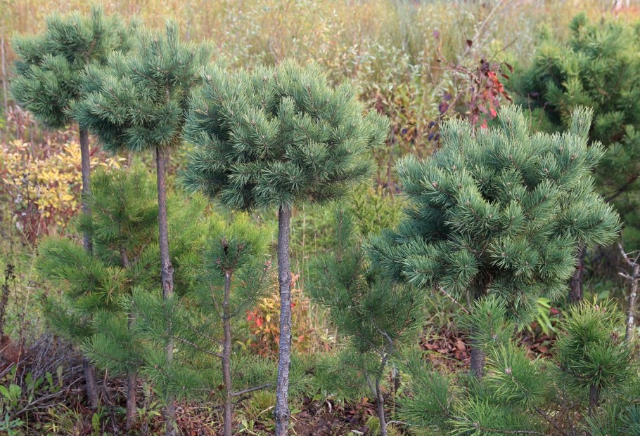 Сосна обыкновенная Ватерери