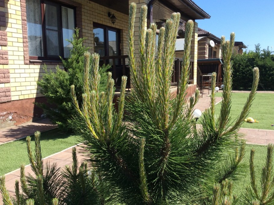 Кедровая сосна ниваки