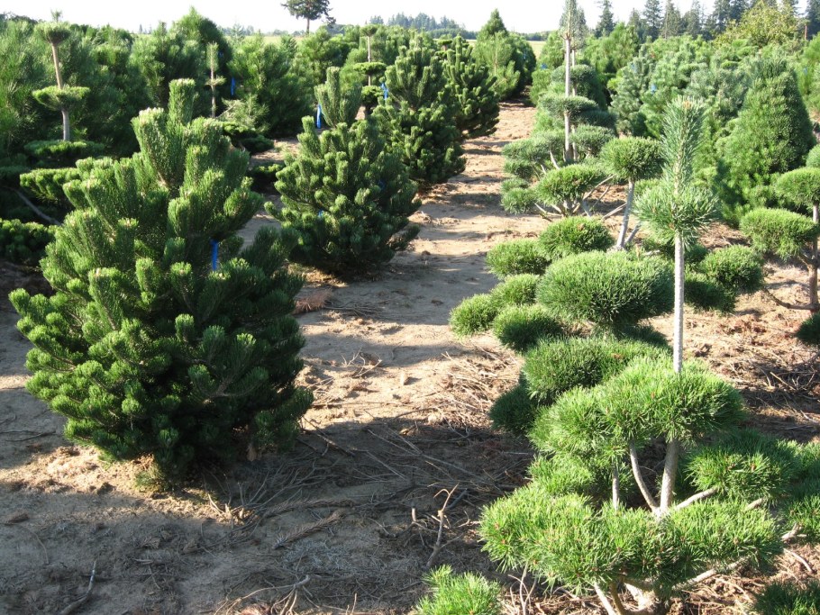 Сосна черная Орегон Грин Oregon Green