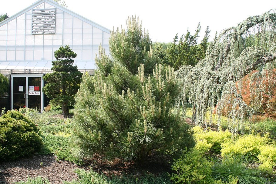 Сосна черная 'globosa'