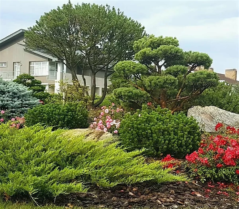 Сосна Горная Мугус ниваки