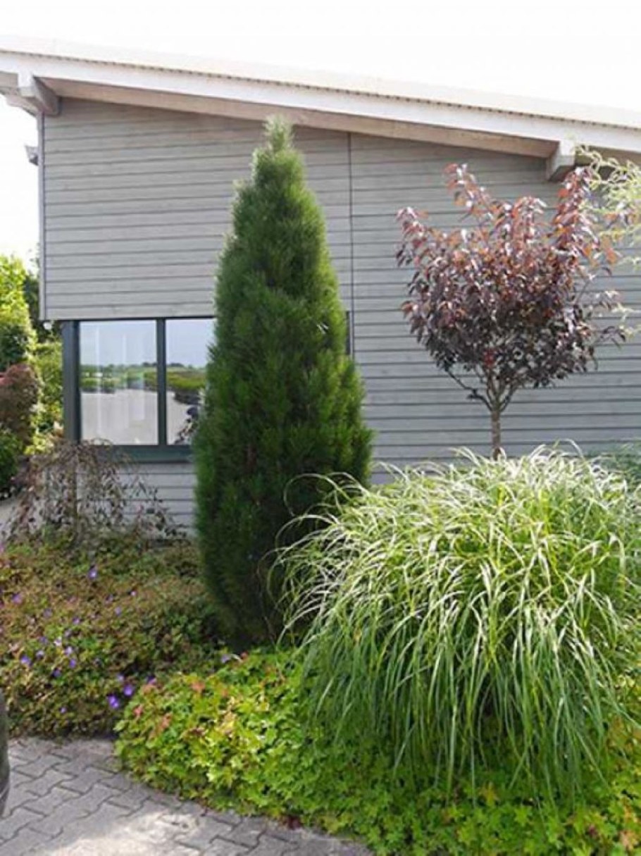 Сосна черная Фастигиата