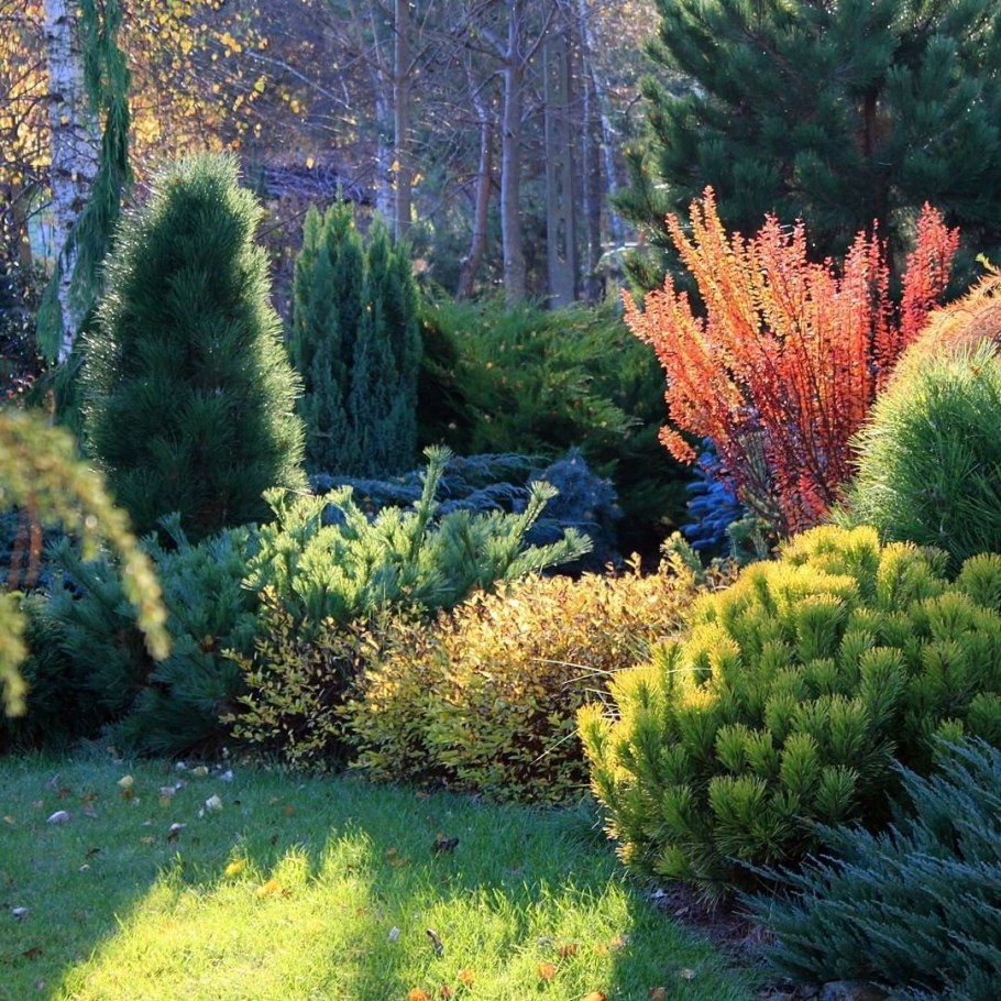 Можжевельник лайм Глоу