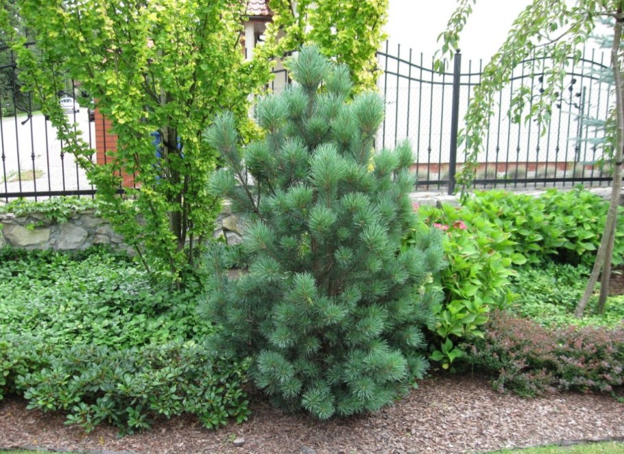 Pinus Sylvestris Watereri