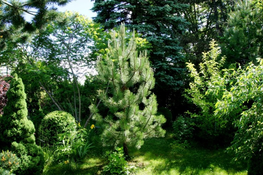 Сосна черная Австрийская ниваки