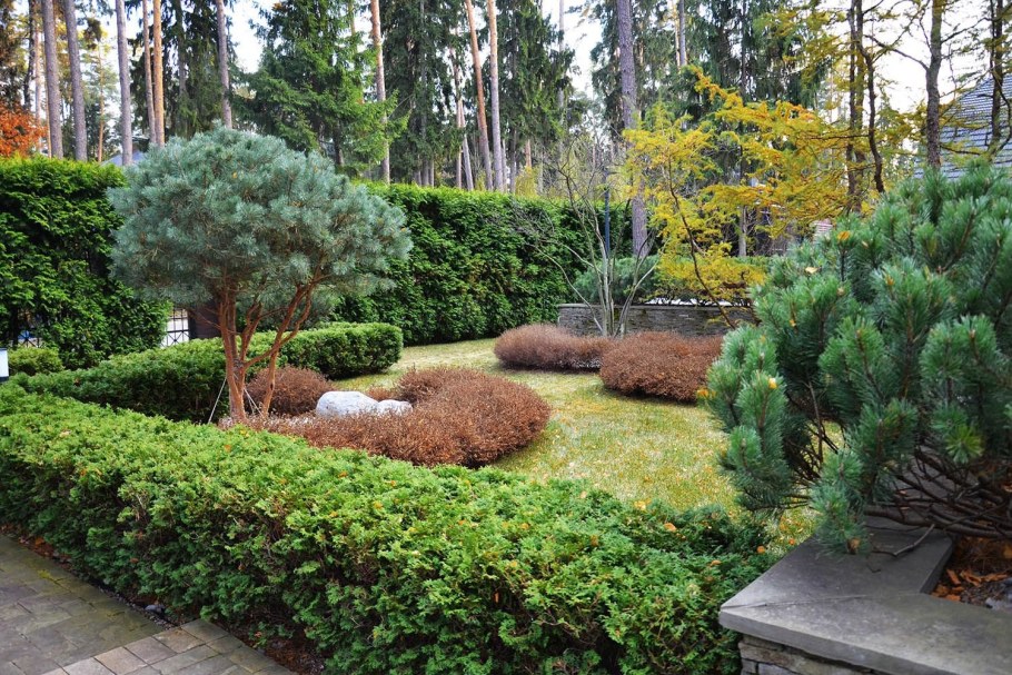 Сосна Горная ниваки