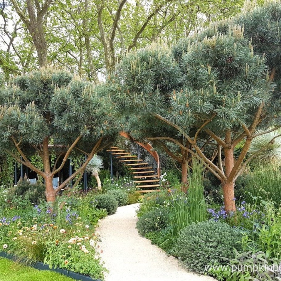 Сосна Ватерери в ландшафте