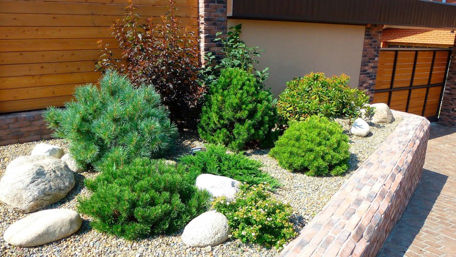 Сосна Горная Мугус