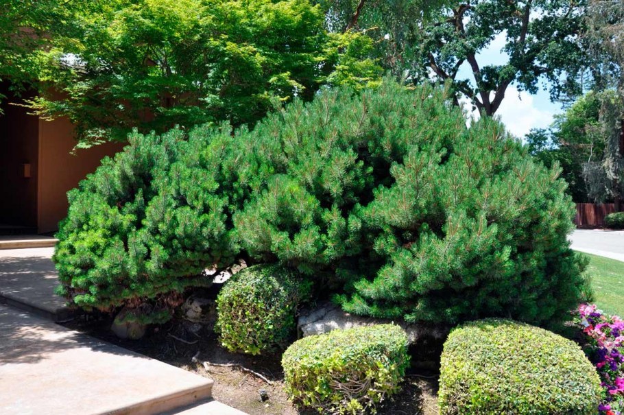 Сосна Горная pumilio